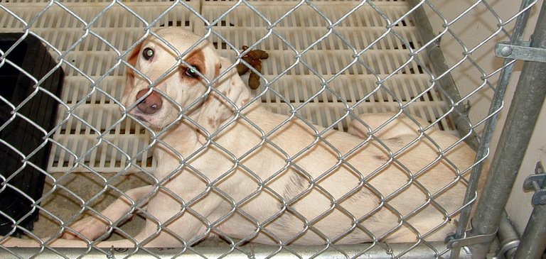 Other Photos of thie Dog