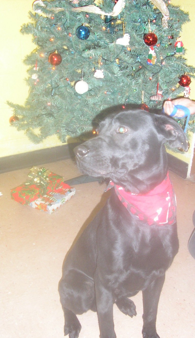 Other Photos of thie Dog
