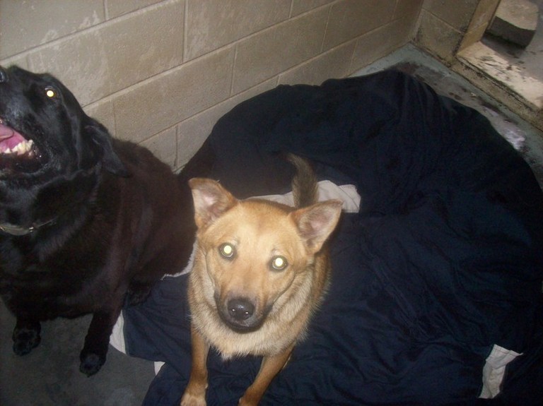 Other Photos of thie Dog