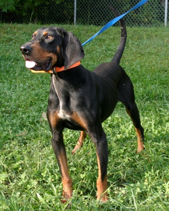 Other Photos of thie Dog