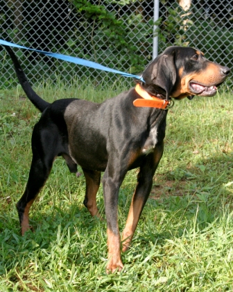 Other Photos of thie Dog