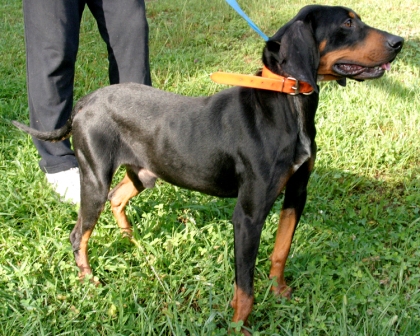 Other Photos of thie Dog