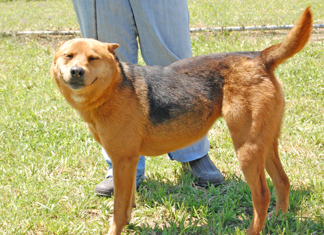 Other Photos of thie Dog