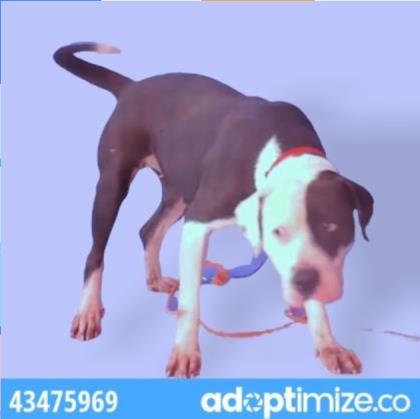 Main Photo of this Dog