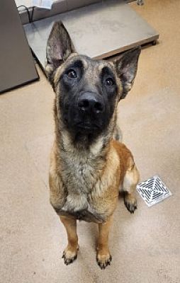 DogInDanger of Being Killed