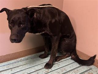 Main Photo of this Dog
