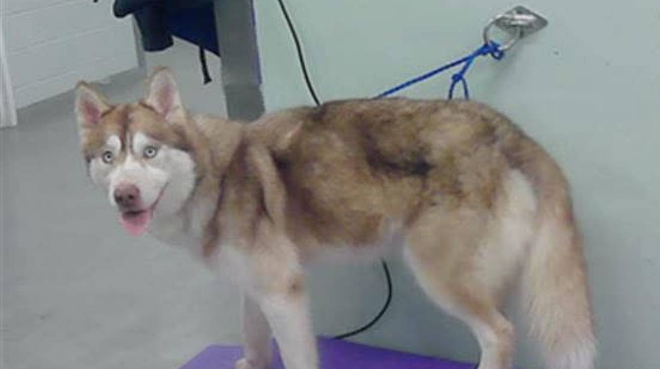 Main Photo of this Dog