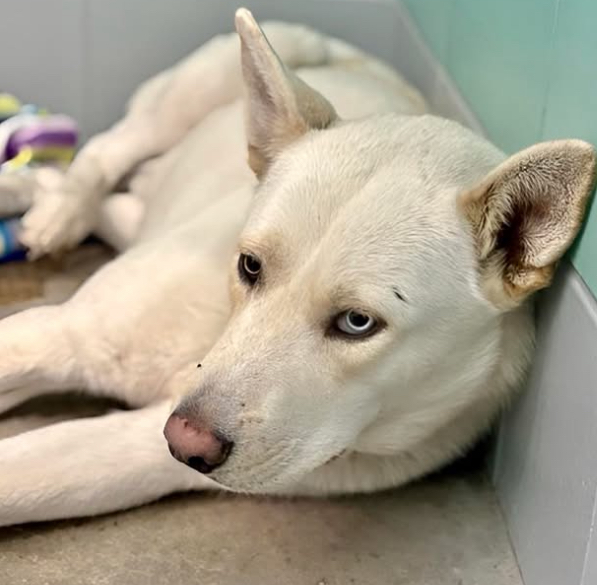 Main Photo of this Dog