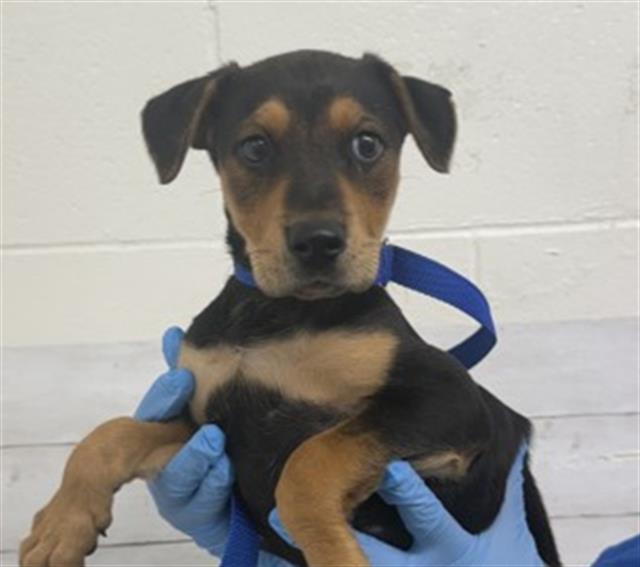 Main Photo of this Dog