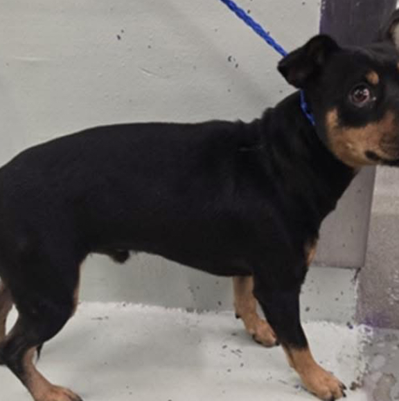 Other Photos of thie Dog