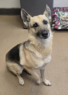 Ginny, a German Shepherd (mix breed), available for adoption