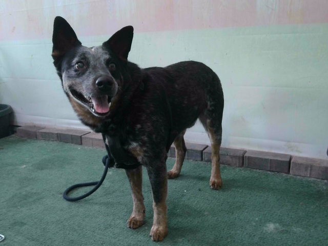 Andy, a Australian Cattle Dog/Blue Heeler, available for adoption