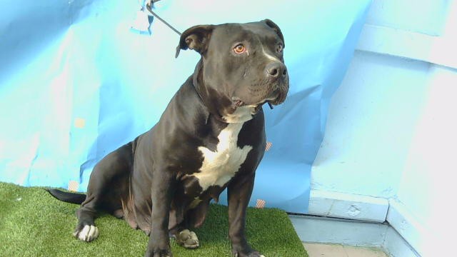 Aubrey, a Pit Bull Terrier, available for adoption