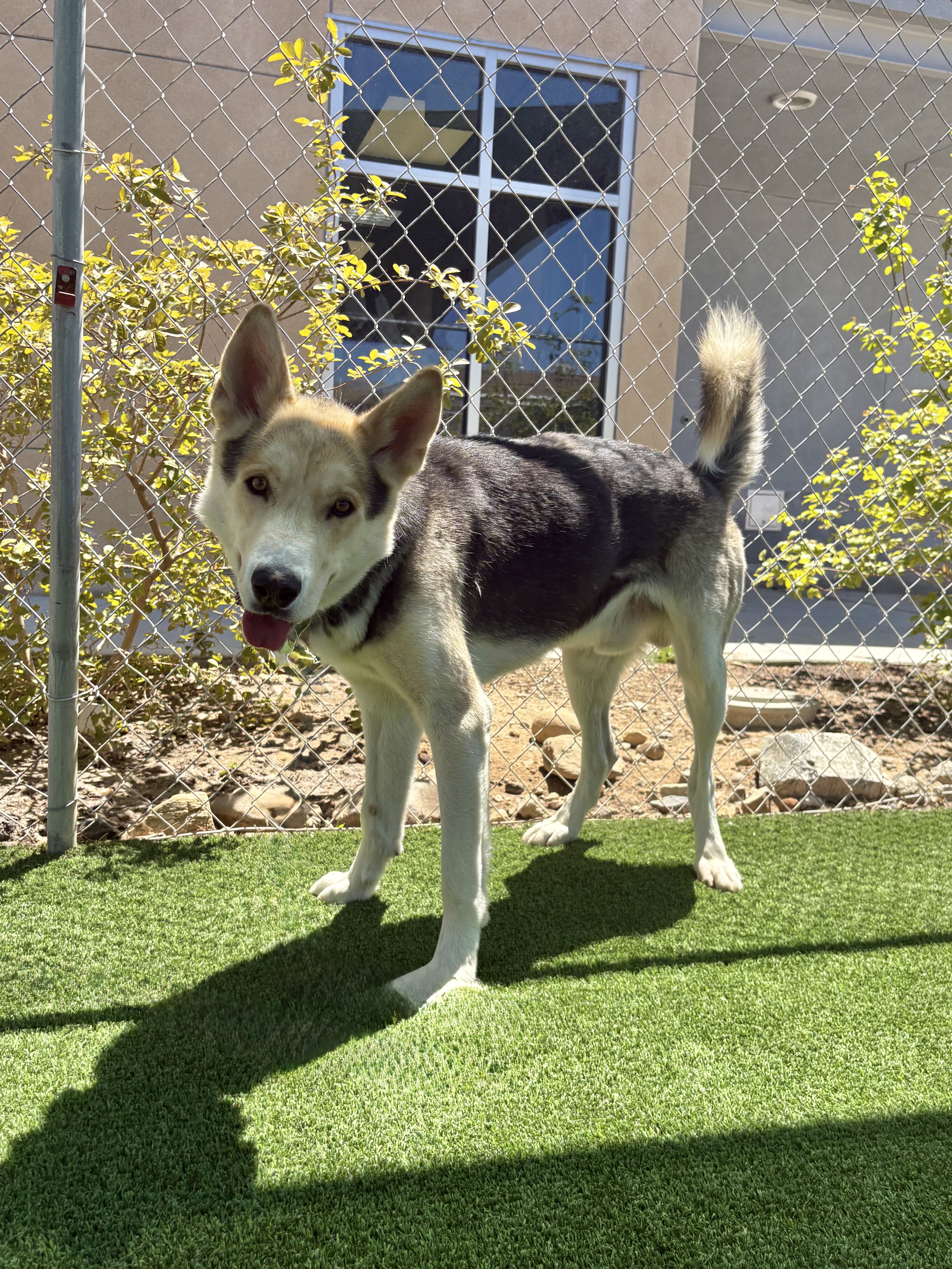 Grizz, a Husky, available for adoption