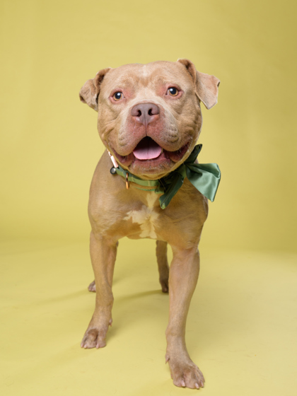 Dill, a Pit Bull Terrier, available for adoption