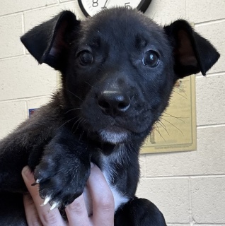 Lindor, a Labrador Retriever (mix breed), available for adoption