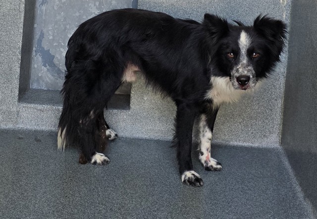 Oreo, a Border Collie, available for adoption