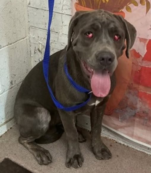 Misty, a Cane Corso Mastiff, available for adoption