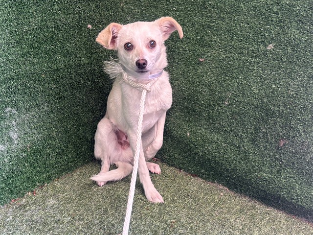 Blake, a Chihuahua, available for adoption