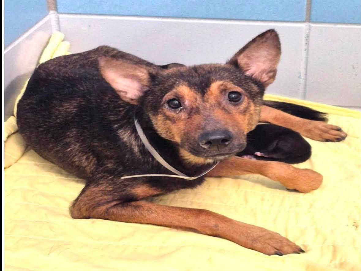 Scarlett And Puppies, a Australian Kelpie, available for adoption