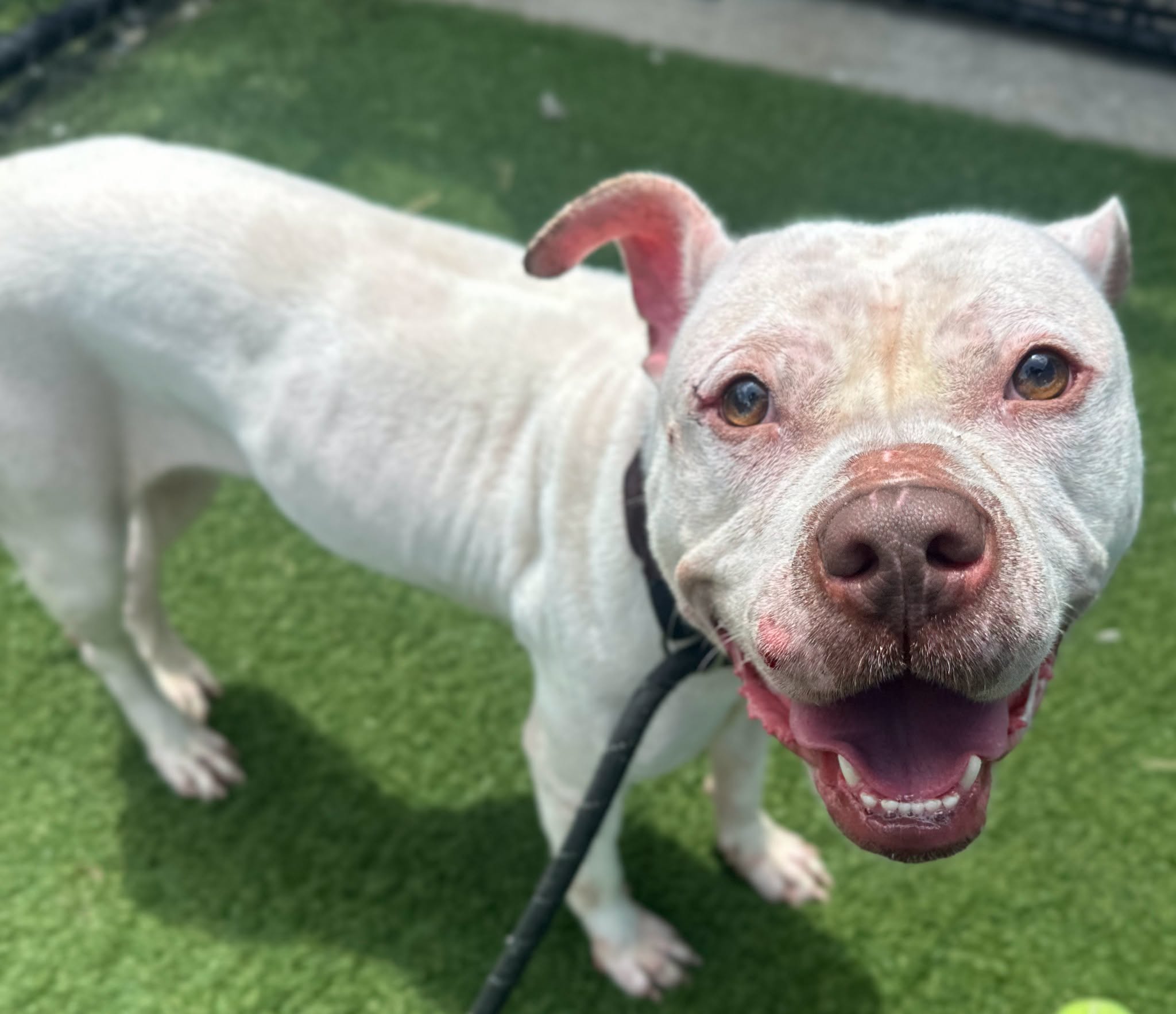 Snow, a American Staffordshire Terrier, available for adoption