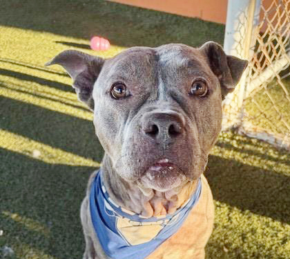 Pumba, a Pit Bull Terrier, available for adoption
