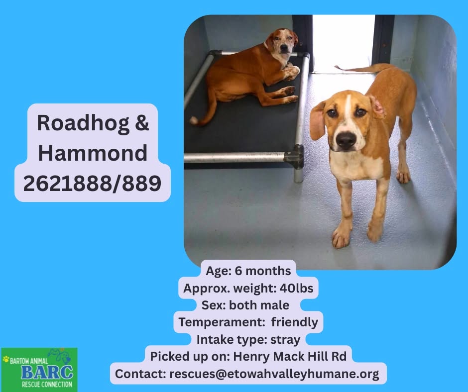 Roadhog And Hammond, a Retriever, available for adoption