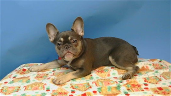 A5790671, a French Bulldog, available for adoption