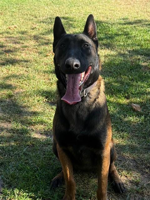 Wako, a Belgian Shepherd Malinois, available for adoption