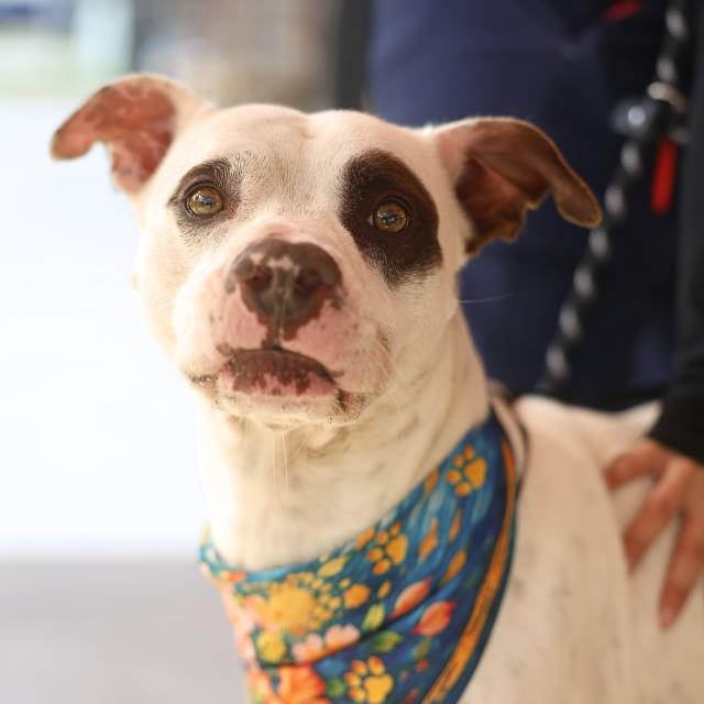 Manny, a American Staffordshire Terrier (mix breed), available for adoption