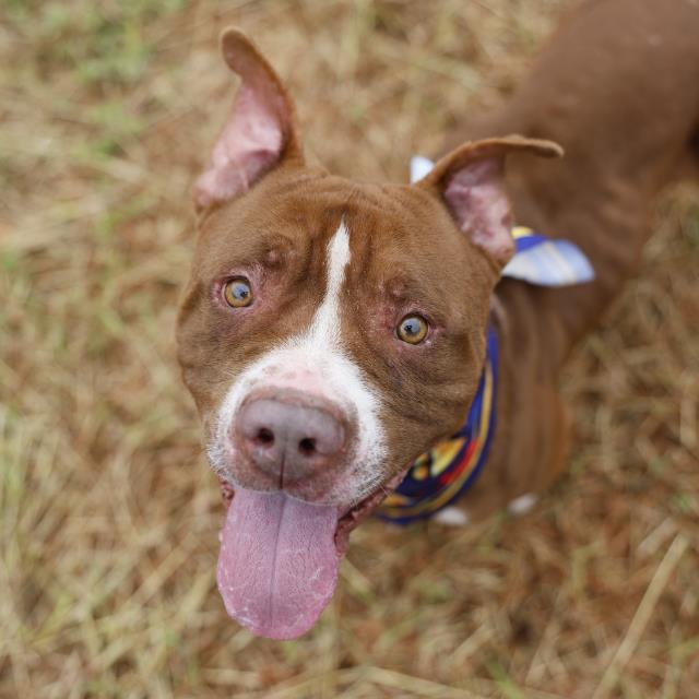 Charlie, a American Staffordshire Terrier (mix breed), available for adoption