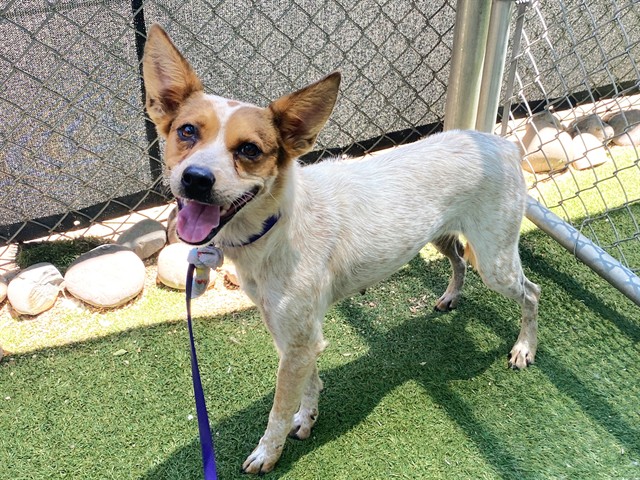 Loretta, a Jack Russell Terrier (mix breed), available for adoption