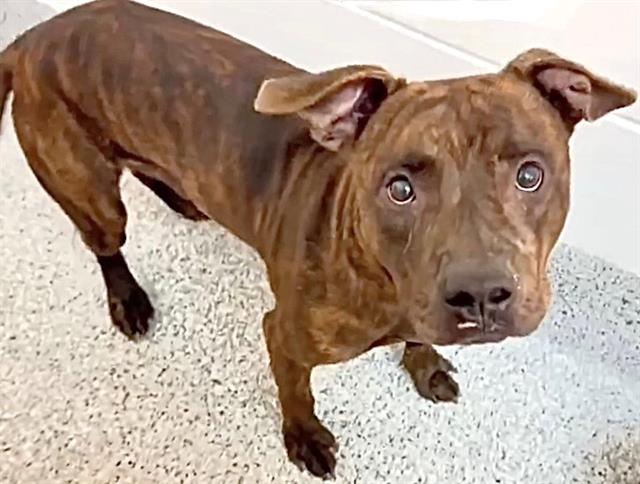 Bogart, a Mountain Cur, available for adoption