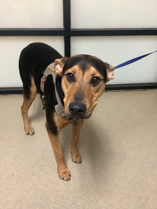 Rocky, a Shepherd, available for adoption