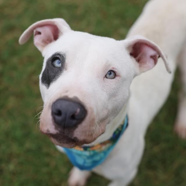 Patch, a American Staffordshire Terrier (mix breed), available for adoption