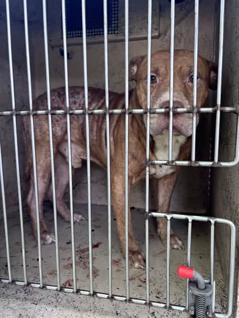 A478604, a Pit Bull Terrier, available for adoption