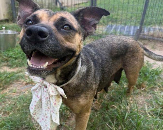Sage, a American Staffordshire Terrier, available for adoption
