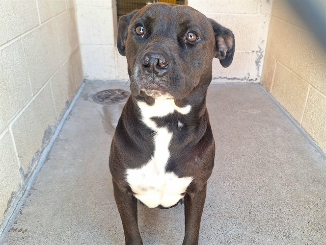 Minnow, a Black Labrador Retriever (mix breed), available for adoption