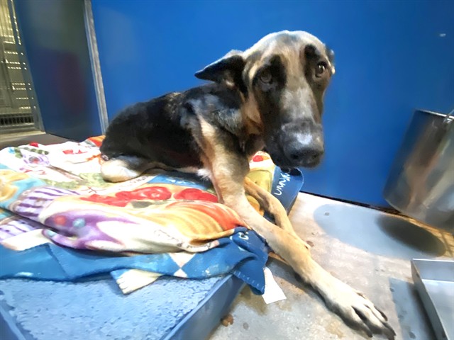 Marigold, a German Shepherd, available for adoption