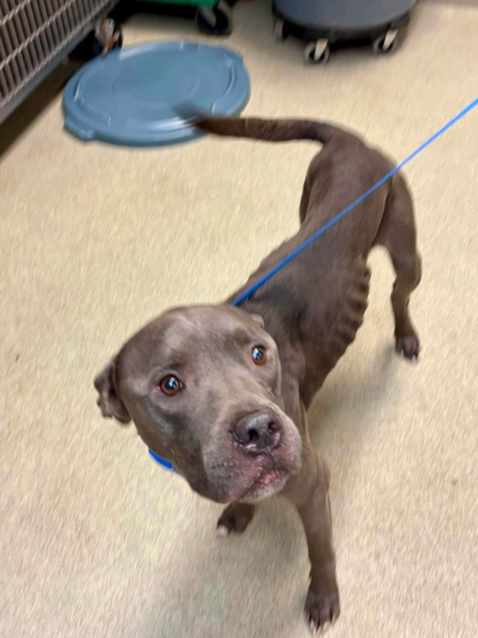 Pluto, a Pit Bull Terrier, available for adoption