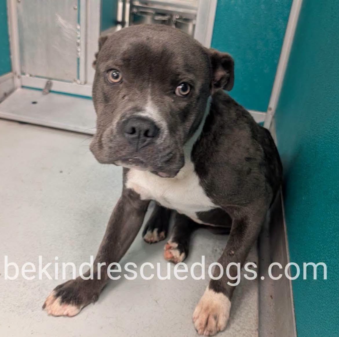 A478704, a Pit Bull Terrier, available for adoption