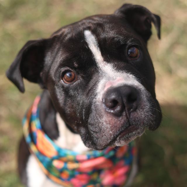 Henry, a American Staffordshire Terrier, available for adoption