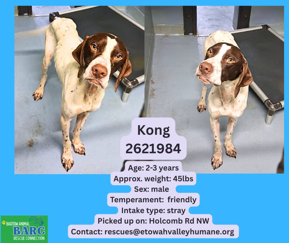 Kong, a German Shorthaired Pointer, available for adoption