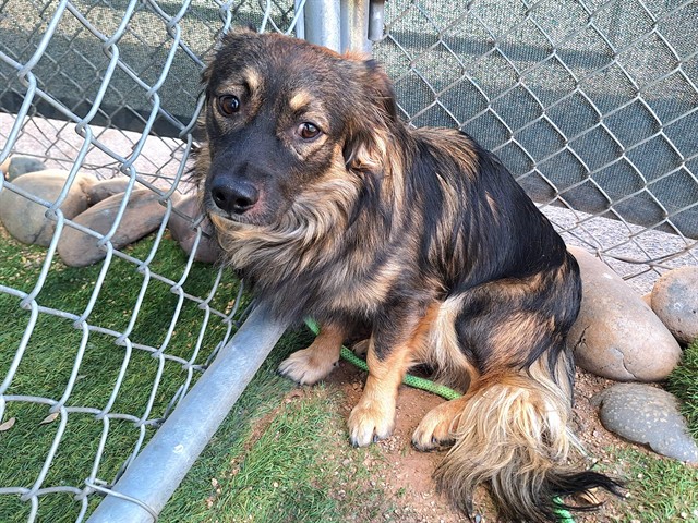 Momo, a Australian Shepherd (mix breed), available for adoption