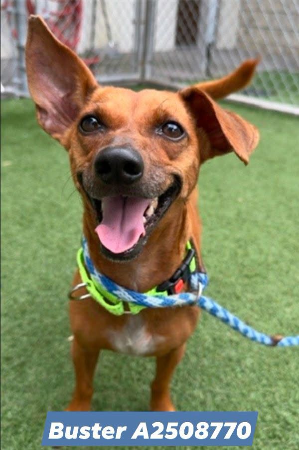 Buster, a Dachshund (mix breed), available for adoption