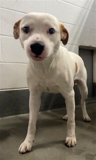 A034794, a Terrier, available for adoption