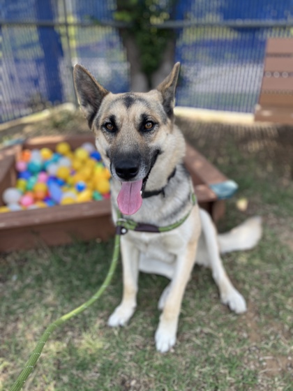 Adoptable pet photo