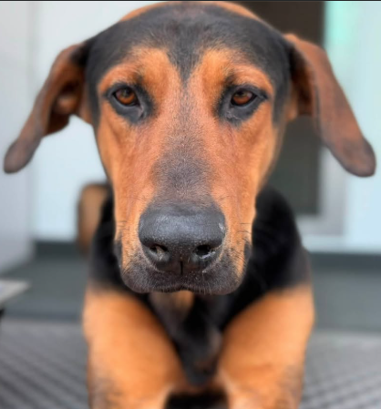 Other Photos of thie Dog