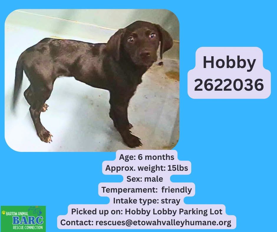 Adoptable pet photo