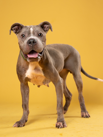 Scully, a Pit Bull Terrier, available for adoption